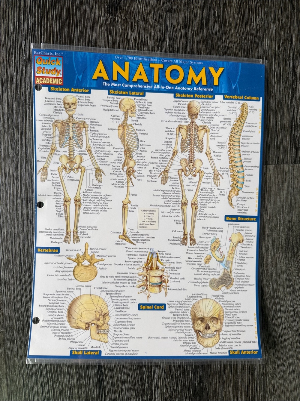 ANATOMY Quick Study Academic Reference Chart - Yellow & Blue
